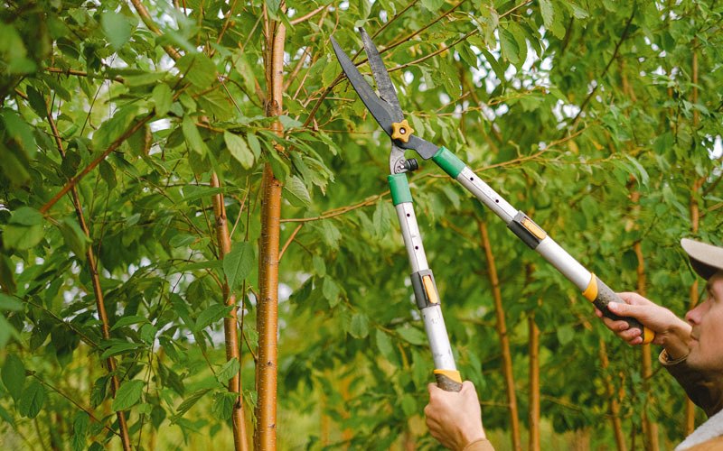 Tree trimming in Hillsboro, WI