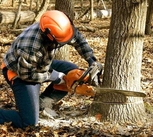 Tree Removal in Hillsboro, WI